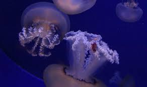 Aquário de Cala Gonone