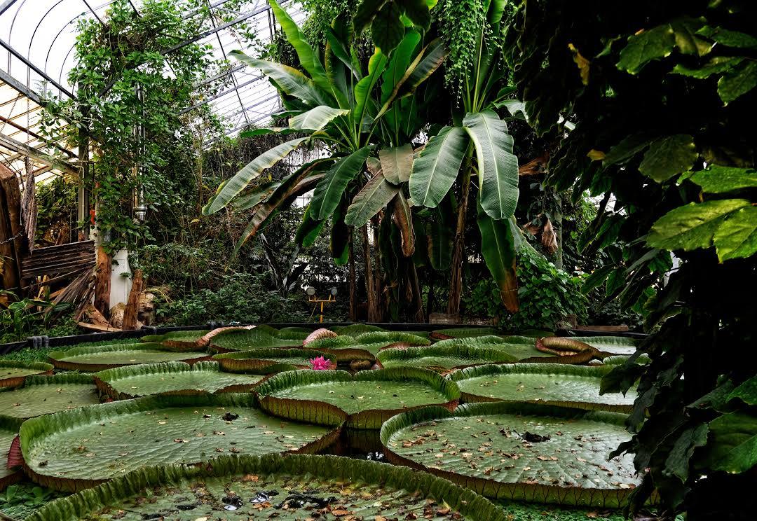 Jardim Botânico de Ventnor
