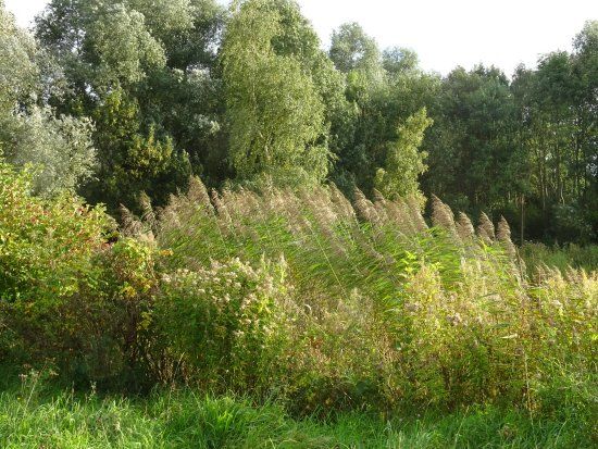 Kraaijenbergse Plassen