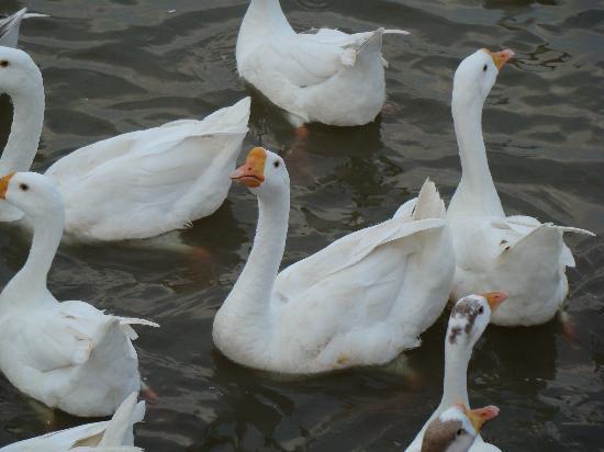 Sukhna Wildlife Sanctuary