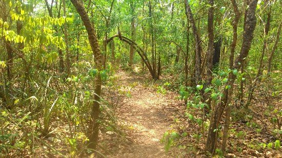 Horto Florestal de Rondonópolis