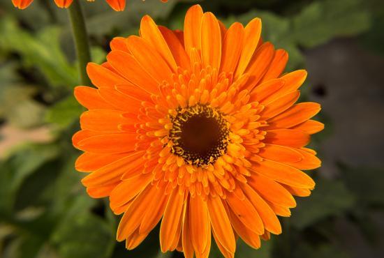 Feira Colônia Japonesa