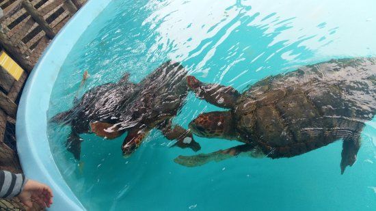 Projeto Tamar Florianópolis