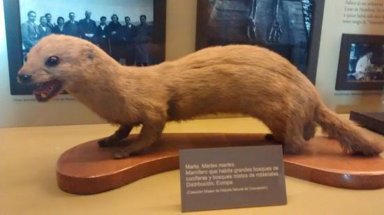 Museo de Historia Natural