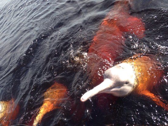 Floating of Dolphins