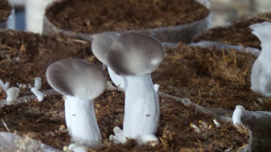 Fungicultura Sítio Paraná