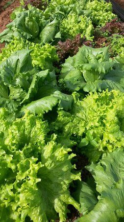 Agroecologia Ferrari