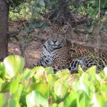 Biffe E Restaurante Laranja Lima