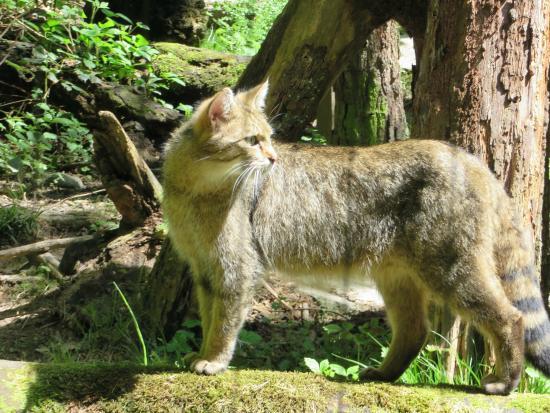 Reserva Nacional de Vida Selvagem de Zurique