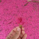 Restaurante Joao de Barro