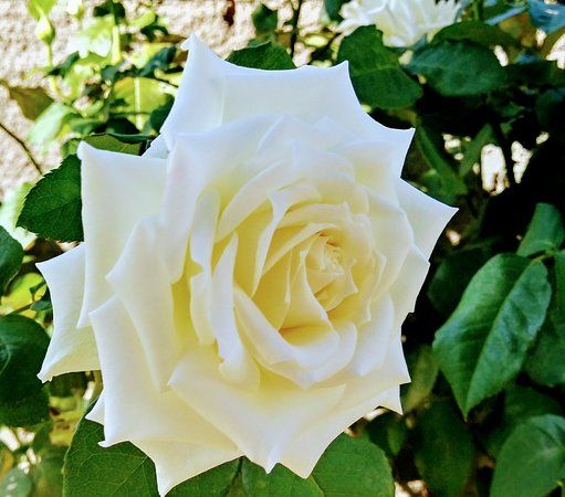 Igreja Matriz de Nossa Senhora da Conceição