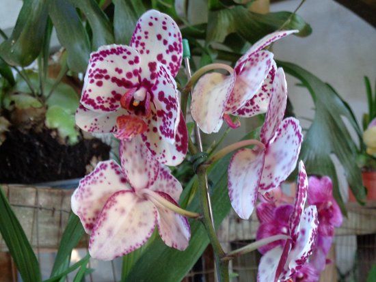 Orquidiario del Indio Solitario