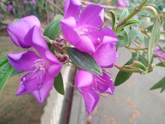 Parque do Cristo de Araxá