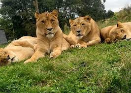 Jardim Zoológico Five Sisters