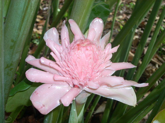 Jardim Botânico de Finca Los Monos