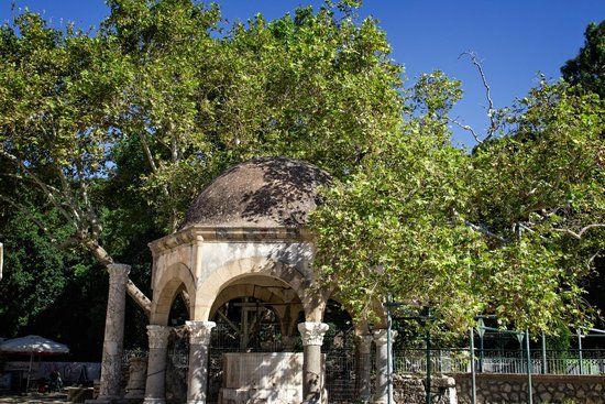 Árvore de Hipócrates