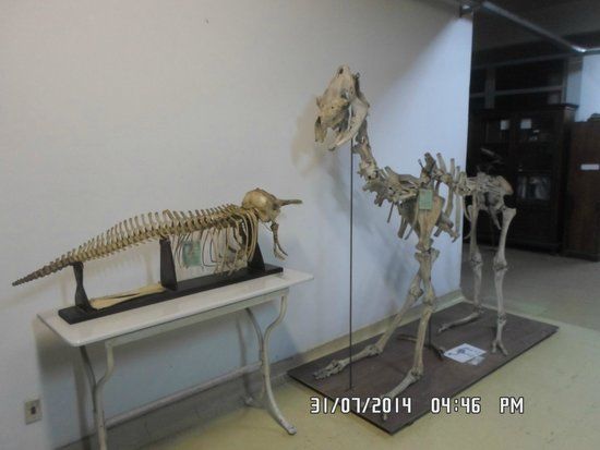 Museu de História Natural Herbario Alexandre Leal