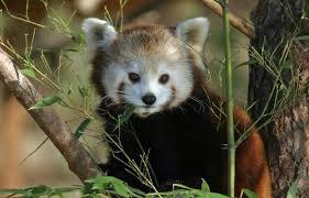 Jardim Zoológico de Salzburgo