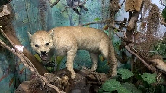 Museu de História Natural