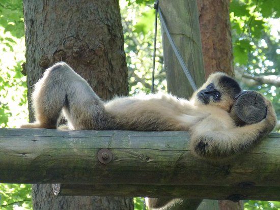 Zoológico de Macacos Apenheul