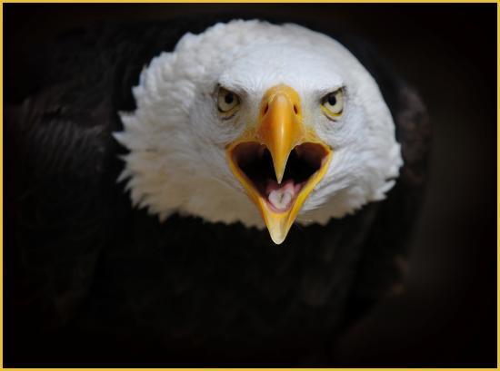 Centro de Falcoaria de Cotswold