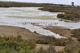 Marismas de Isla Cristina
