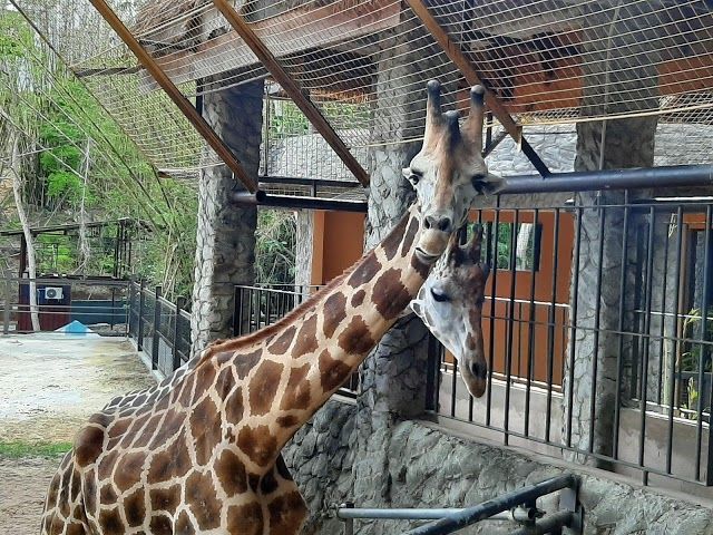 Jardim Zoológico de Emperor Valley