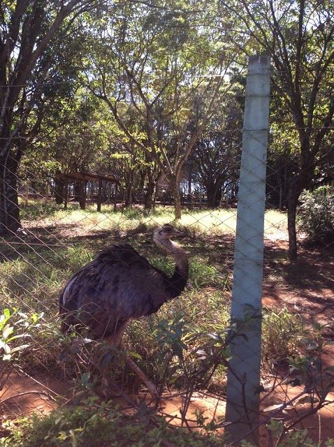 Zoológico Municipal de Uberlândia