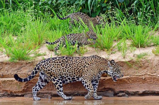 Pantanal Nature