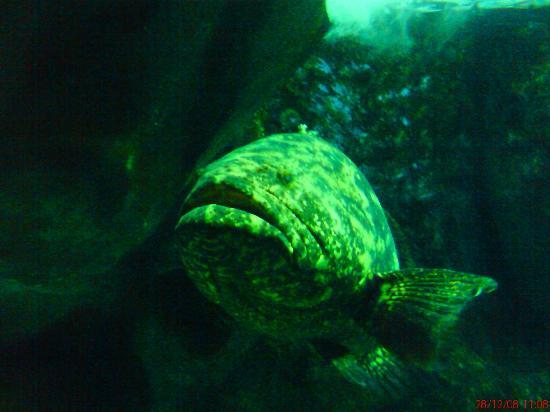 Museu Oceanográfico de Santos