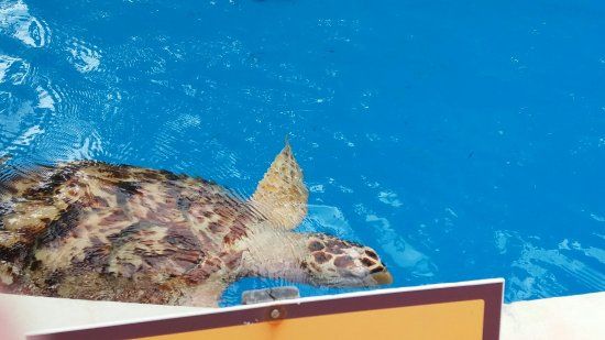 Museu ao Céu Aberto da Tartaruga Marinha