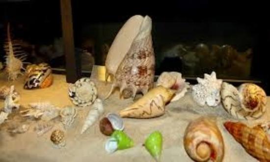 Museu Casa das Conchas