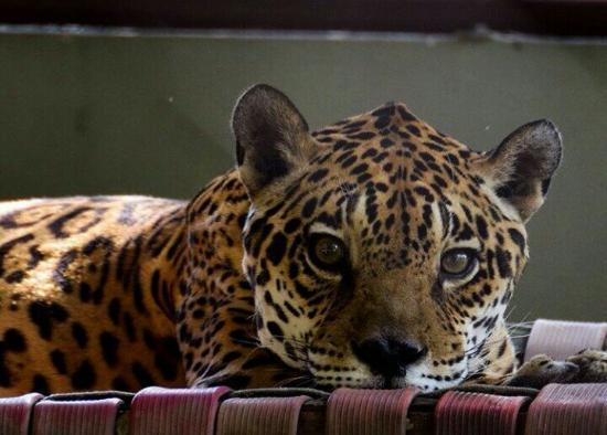 Zoológico do Batalhão do Forte São Joaquim