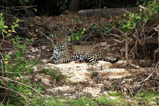 Reserva Ecológica Taimã