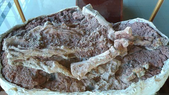 Museu de Ciência Natural