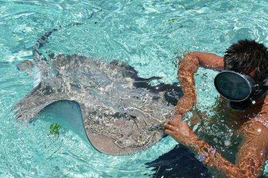 Fossa Oceânica de Leopard Rays