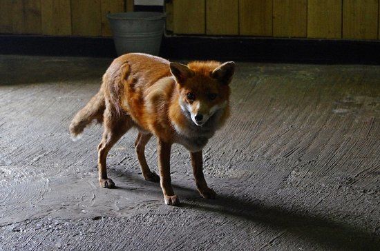 Reserva de Vida Selvagem de Feadon Farm