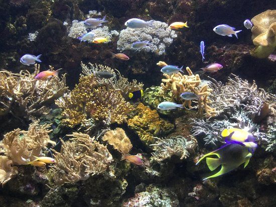 Gardaland Sea Life Aquarium