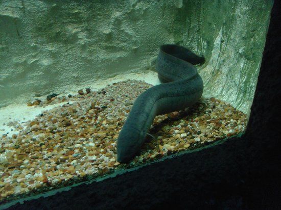 Aquário Municipal de Mendoza