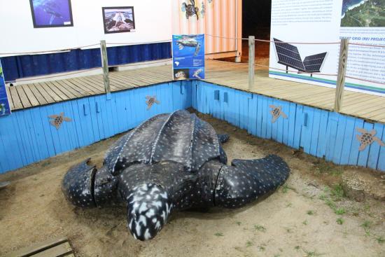 Museu Aberto da Tartaruga Marinha de Fernando de Noronha