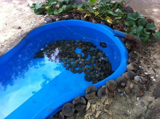 Projeto Tamar Vitória