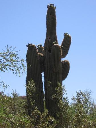 Jardim Zoológico de Phoenix