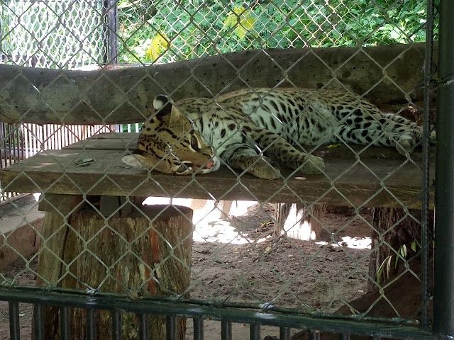 Bosque Rodrigues Alves Amazon Zoobotanico Garden