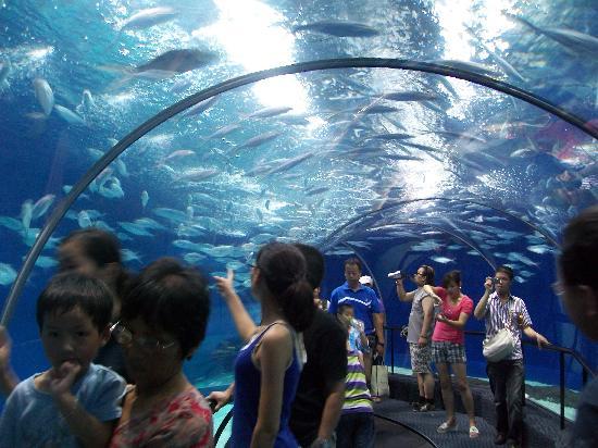 Aquário e Oceanário de Xangai
