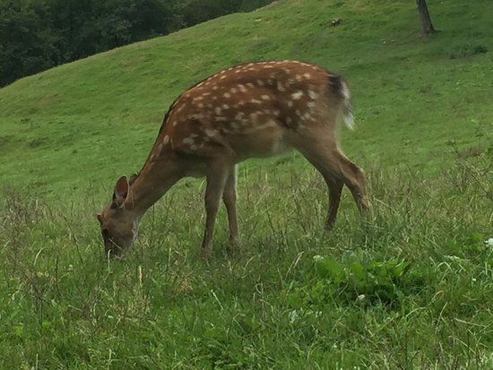 Reserva Selvagem e Parque de Diversoes de Westerwald