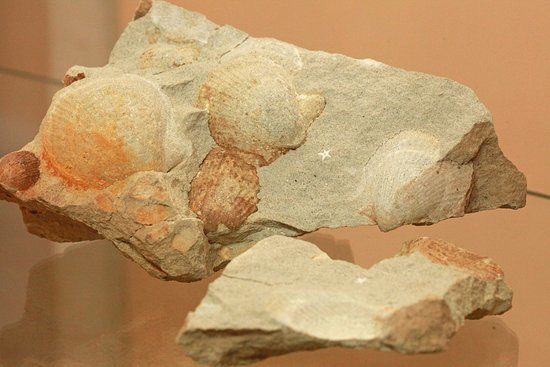 Museu Paleontológico