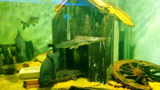 Aquário Municipal Romolo Martinelli