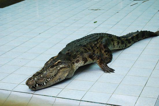 Quinta de Crocodilos de Samui