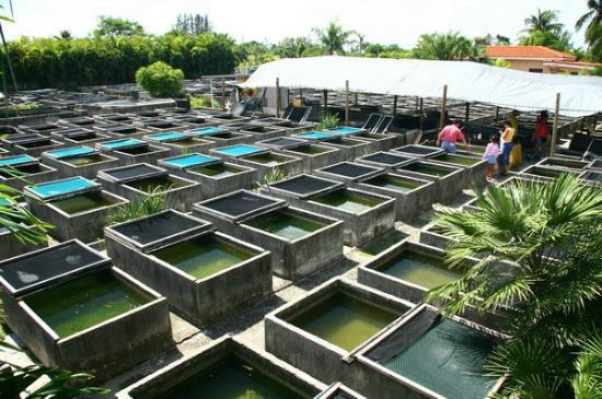 Neighborhood Fish Farm