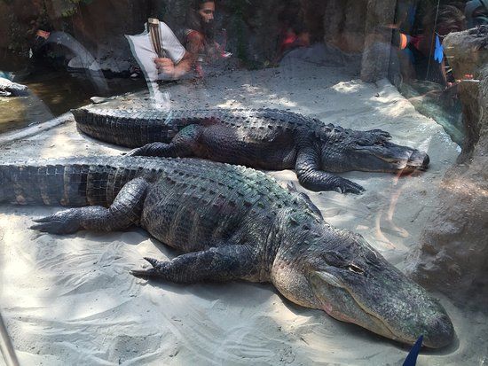 Parque Aquático Oltremare